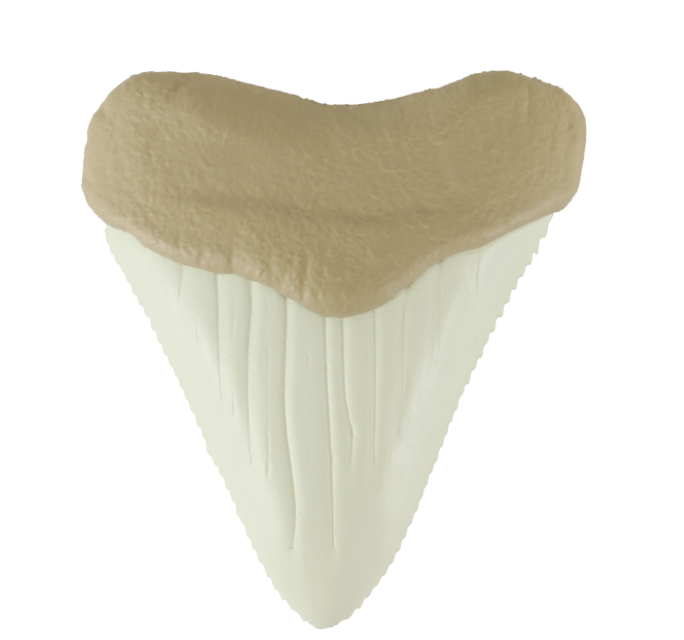 Shark Teeth Dive